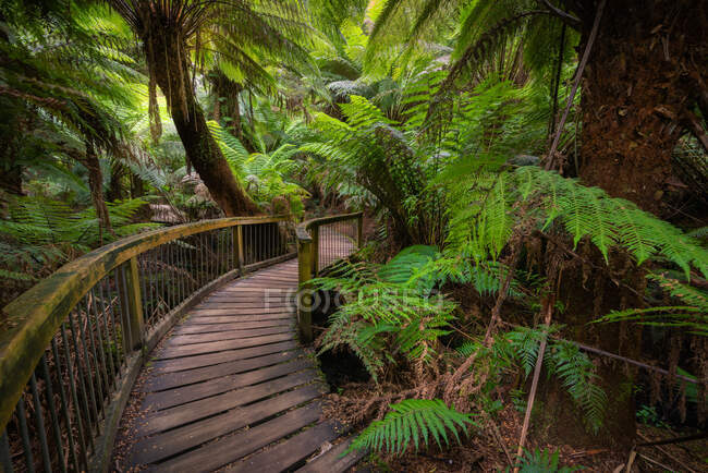 Pont en bois dans la forêt — Photo de stock