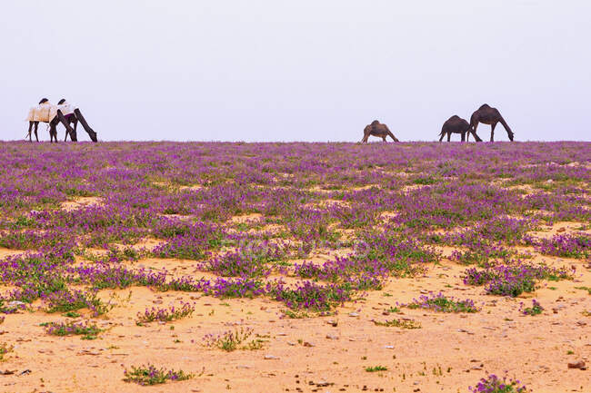 Vista distante de camelos pastando — Fotografia de Stock