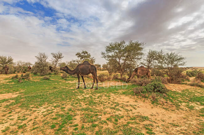 Camellos en el desierto, tanzania - foto de stock