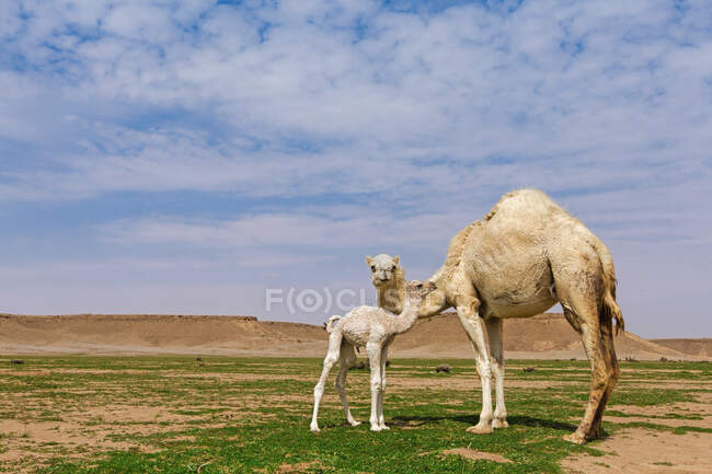 Camello con su ternera, Riad, Arabia Saudita - foto de stock