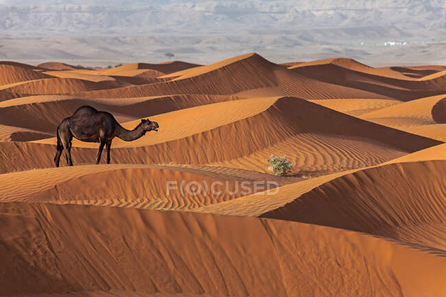 Chameau dans la scène ensoleillée des dunes du désert, Arabie Saoudite — Photo de stock