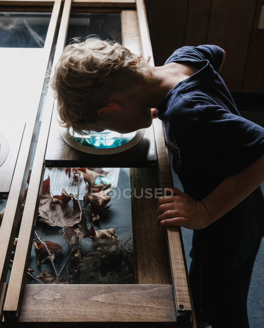 Boy looking through a microscope at autumn leaves, California, United States — Stock Photo