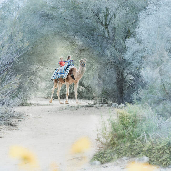 Due bambini a cavallo di un cammello, California, Stati Uniti — Foto stock