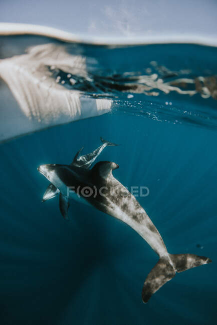 Delphinschwimmen unter einem Paddelbrett, Kalifornien, Vereinigte Staaten — Stockfoto