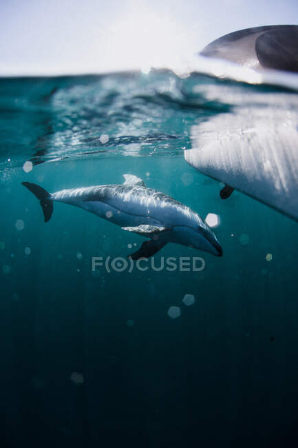 Delfín nadando bajo un paddleboard, California, Estados Unidos - foto de stock