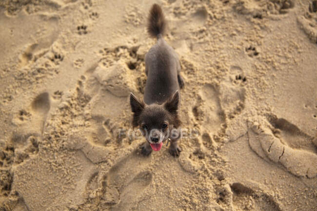 Chihuahua dog standing on beach, Cape Cod, Massachusetts, Estados Unidos da América — Fotografia de Stock