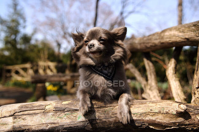 Retrato de un abrigo largo azul Chihuahua llevando un pañuelo - foto de stock