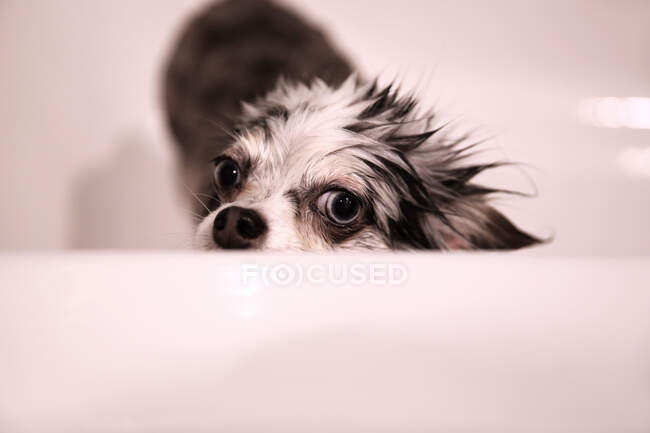 Merle Chihuahua Hund in einer Badewanne — Stockfoto