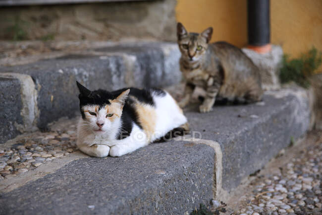 Две бродячие кошки, лежащие на ступеньках, Сицилия, Италия — стоковое фото