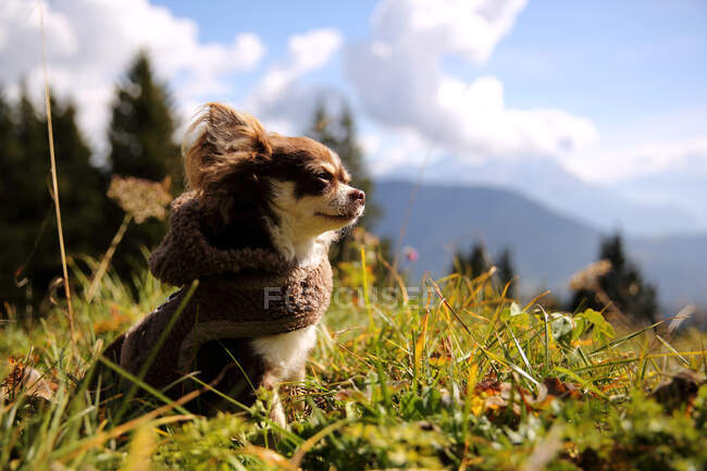 Longcoat Chihuahua dog sitting in a meadow, Switzerland — Stock Photo