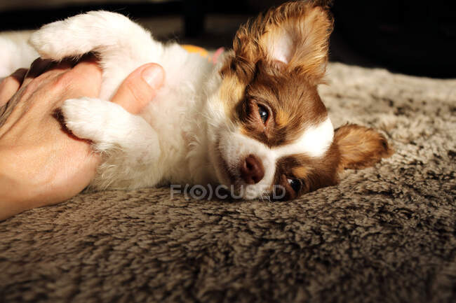 Woman stroking a Chihuahua puppy — Stock Photo