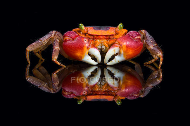 Retrato de un cangrejo, Indonesia - foto de stock
