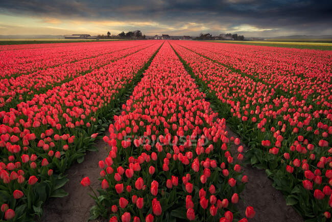 Campo tulipano al tramonto, Keukenhof, Lisse, Paesi Bassi — Foto stock