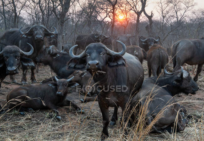 Troupeau de bisons, Parc national Kruger, Afrique du Sud — Photo de stock