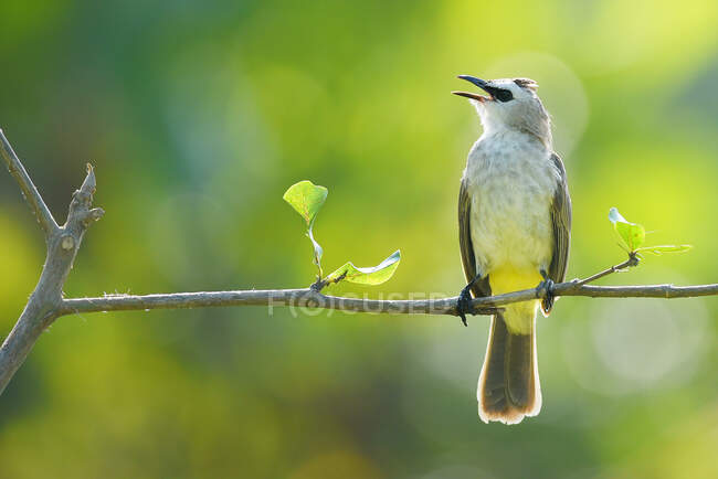 Yellow-vented bulbul on a branch, Indonesia — Stock Photo