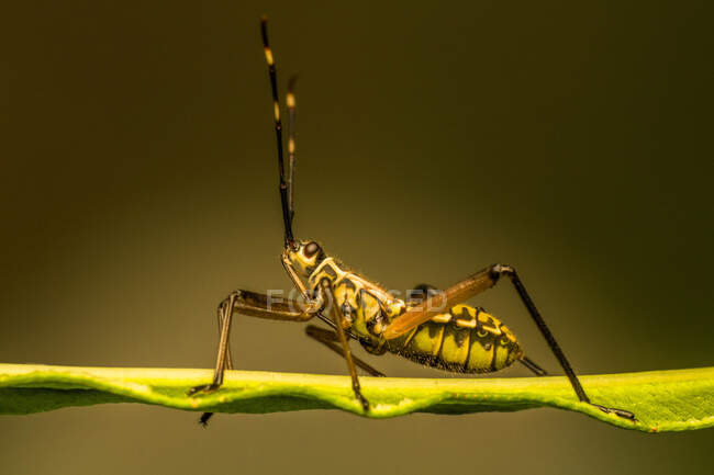 Grasshopper on a leaf, Indonesia — Stock Photo