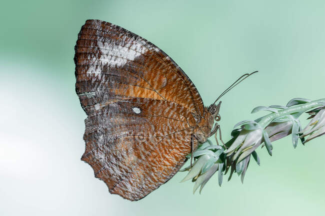 Primo piano di una farfalla su una pianta, Indonesia — Foto stock