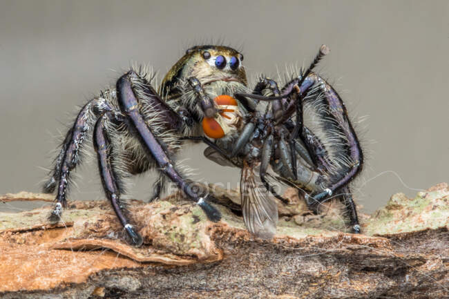 Araña saltando con un insecto muerto, Indonesia - foto de stock