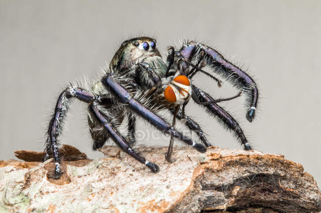 Araña saltando con un insecto muerto, Indonesia - foto de stock