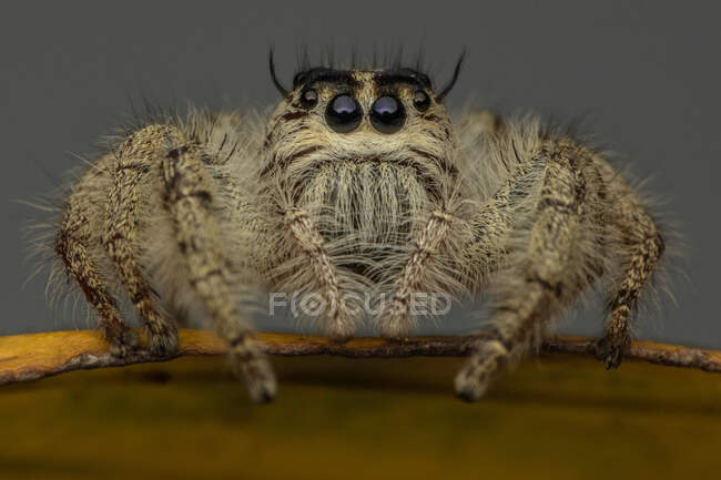 Close-up de uma aranha saltando em uma folha, Indonésia — Fotografia de Stock