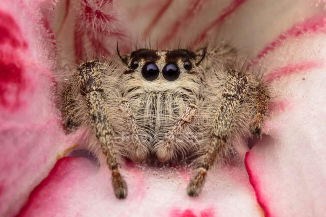 Close-up of a jumping spider in a flower, Indonesia — Stock Photo