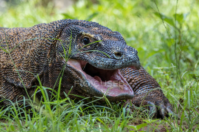 Portrait d'un dragon komodo dans l'herbe, Indonésie — Photo de stock