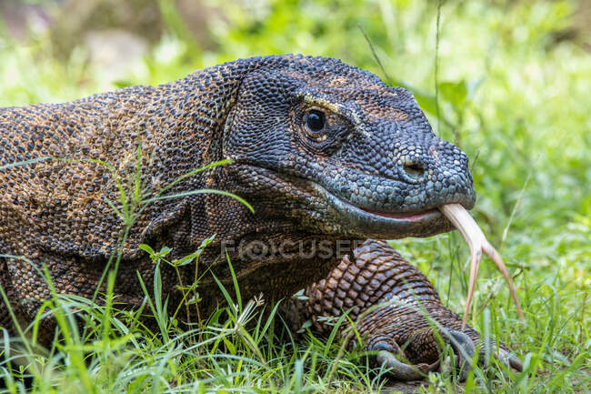 Ritratto di un drago komodo nell'erba, Indonesia — Foto stock