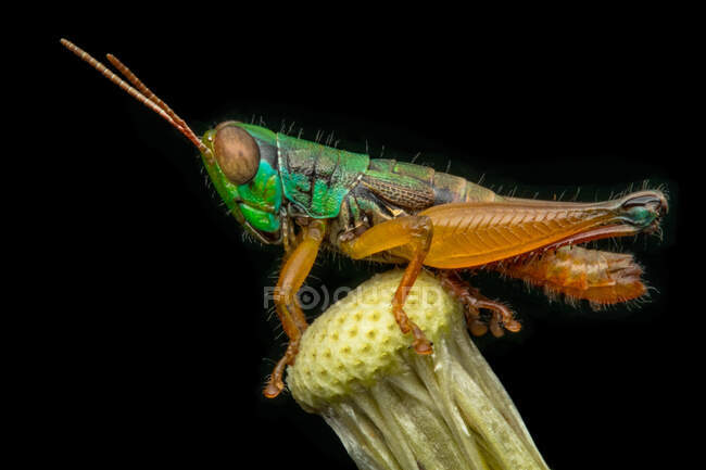 Porträt einer Heuschrecke auf einer Pflanze, Indonesien — Stockfoto