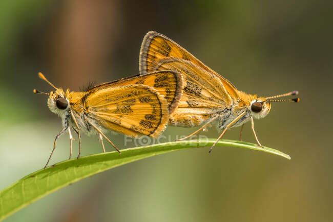 Dos mariposas apareándose, Indonesia - foto de stock