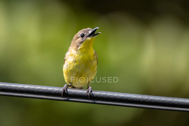Portrait of a bird singing on a metal railing, Indonesia — Stock Photo
