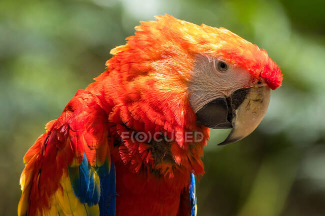Portrait of a parrot, Indonesia — Stock Photo