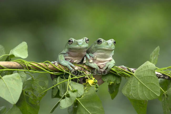 Quatre grenouilles sur une plante, Indonésie — Photo de stock