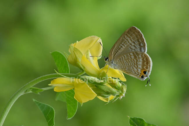 Метелик на квітці (Індонезія). — стокове фото