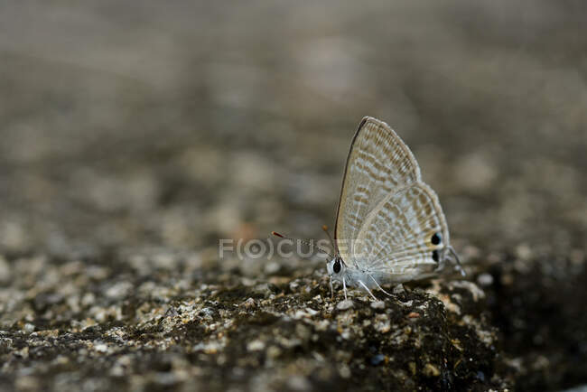 Papillon au sol, Indonésie — Photo de stock