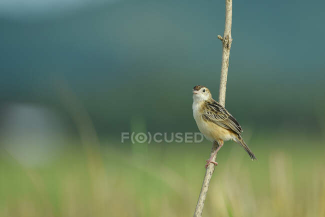 Beautiful colorful Zitting cisticola bird on branch at sunny day, Indonesia — Stock Photo