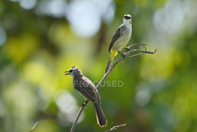 Macho y hembra Aves bulbul con ventilación amarilla en una rama, Indonesia - foto de stock