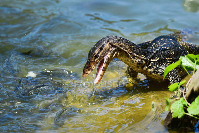 Monitorar lagarto por uma lagoa tentando pegar peixe, Indonésia — Fotografia de Stock