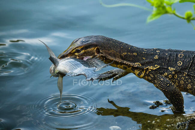 Monitorear lagarto junto a un estanque con un pez en la boca, Indonesia - foto de stock