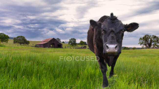 Cow standing in a field, Catheys Valley, California, United States — Stock Photo