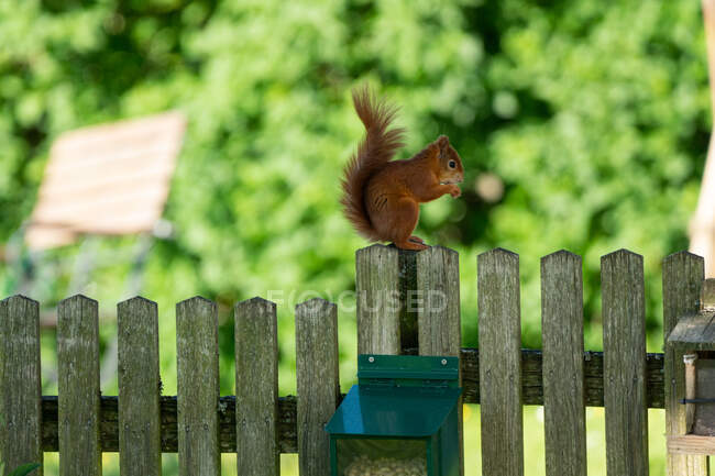 Красная белка на деревянном заборе, ест арахис, Зальцбург, Австрия — стоковое фото