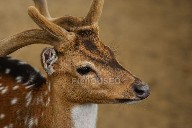 Ritratto di giovane femmina di cervo, Indonesia — Foto stock