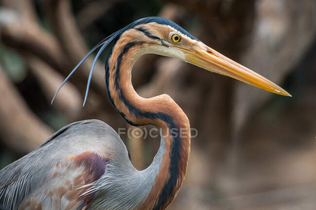 Retrato de una garza púrpura, Indonesia - foto de stock