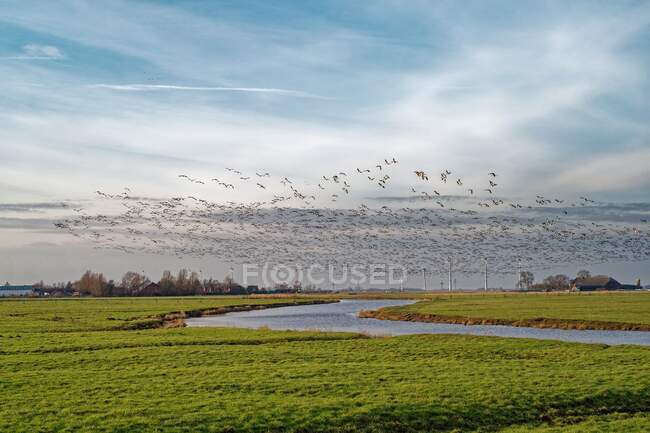 Schwarm Nonnengänse fliegt über Fluss, Ostfriesland, Niedersachsen, Deutschland — Stockfoto
