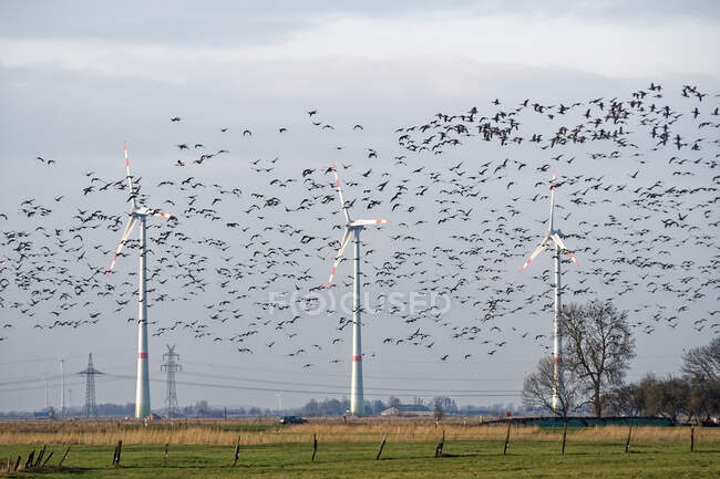 Manada de gansos de Barnacle volando más allá de un parque eólico, Frisia Oriental, Baja Sajonia, Alemania - foto de stock