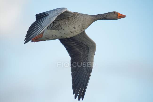 Grey goose in flight, East Frisia, Нижняя Саксония, Германия — стоковое фото