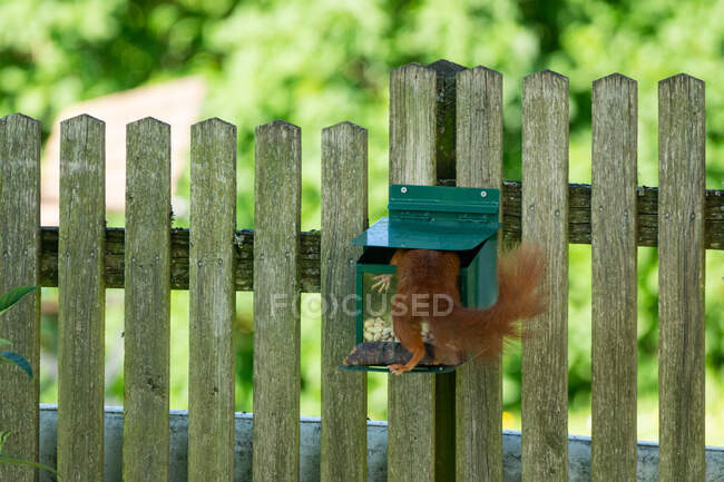 Red Squirrel with its head inside a squirrel feeder, Salzburg, Austria — Stock Photo