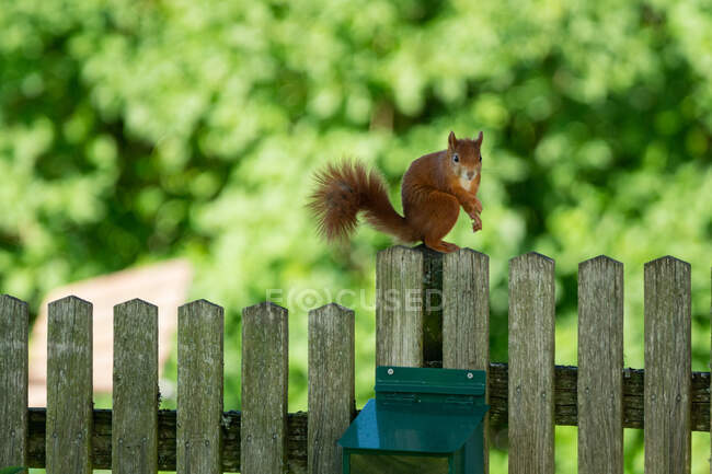 Red squirrel on a wooden fence, Salzburg, Austria — Stock Photo