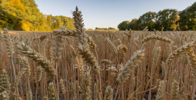 Пшеничне поле, Enschede, Overijssel, Twente, Netherlands — стокове фото