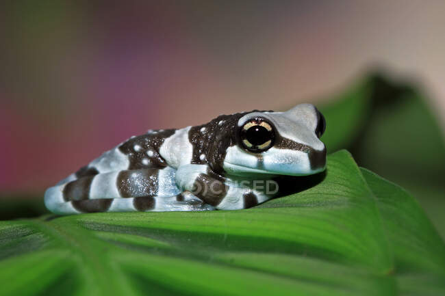 Амазонська жаба на листі (Індонезія). — стокове фото