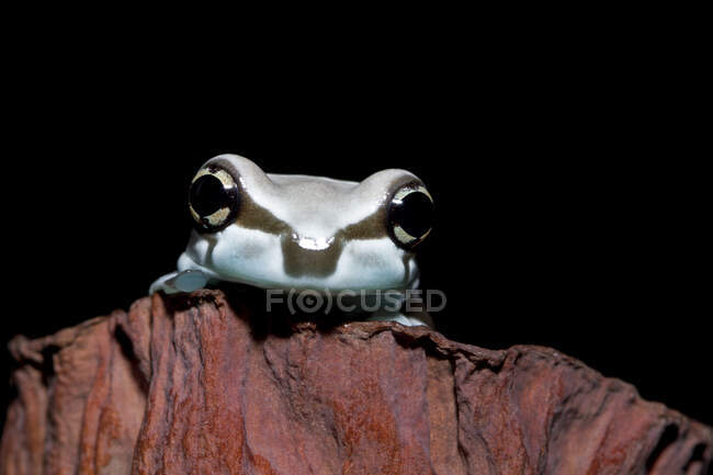 Portrait of an Amazon milk frog, Indonesia — Fotografia de Stock